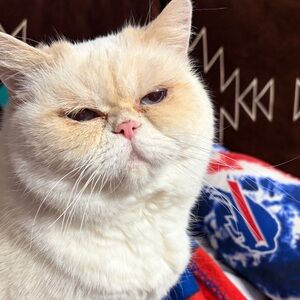 Please help snuffy win